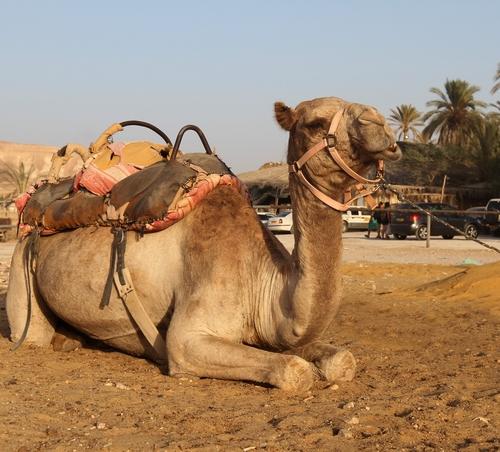 Fluorescent Camels