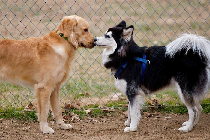 friendly dogs