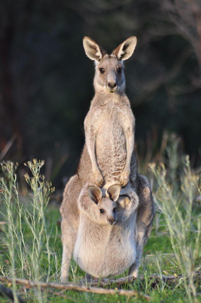 a kangaroo and her joey